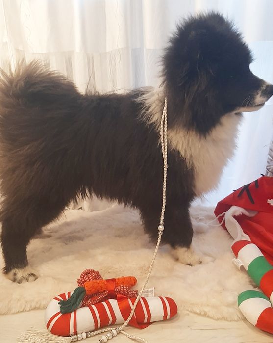 Akita Inu rodowód FCI/ ZKwP długowłosy piesek