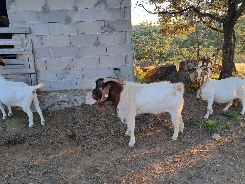 Vendo machos boer puros