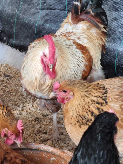 Galinhas poedeiras