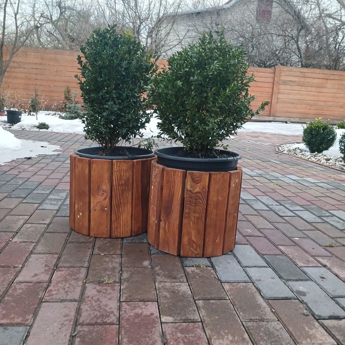 Кашпо з Самшитом, для саду, тераси