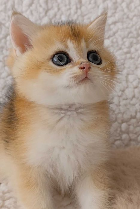Gatinho British Golden Shorthair