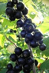 Продам саженцы  чёрной смородины
