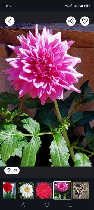 Корнеклубні георгін (суміш)