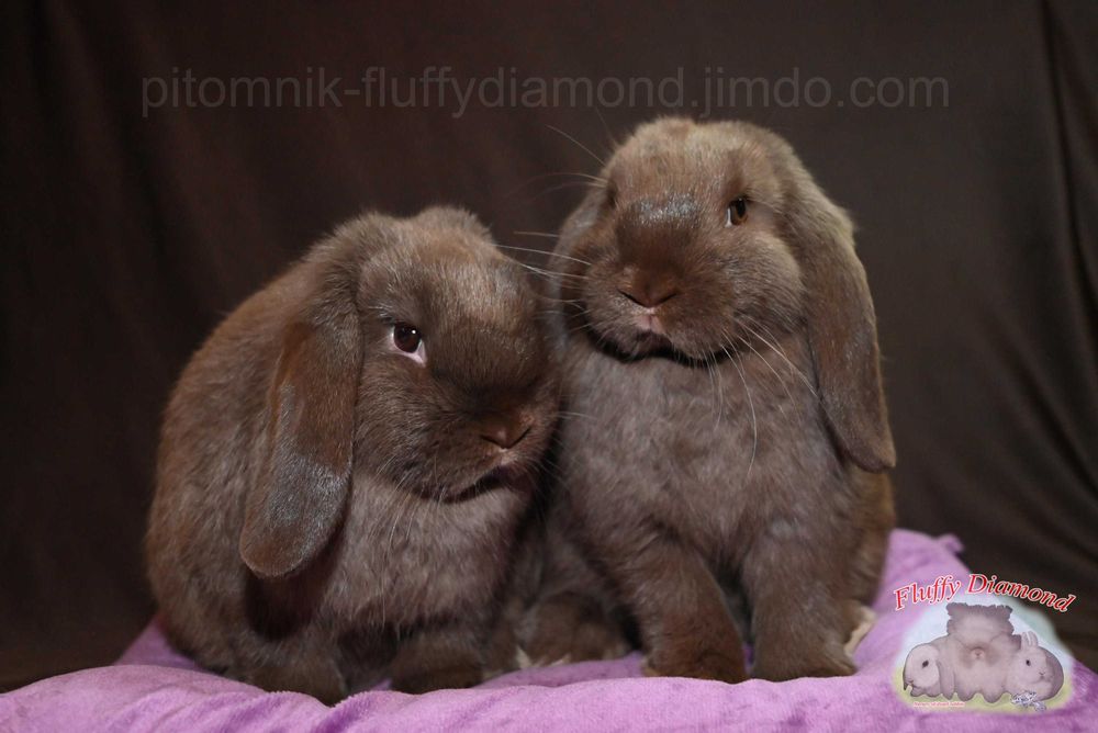 Шоколадні кролики з "Fluffy Diamond". Висловухий кролик з розплідника