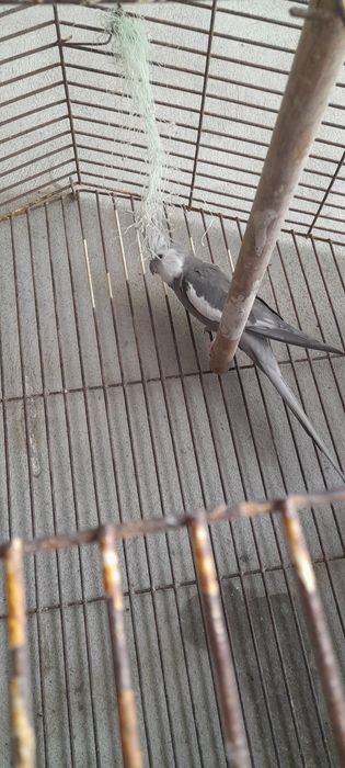 Caturras face branca