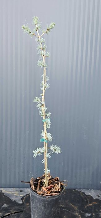 Cedr Pendula sadzonka 70-80cm