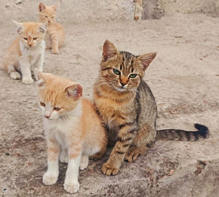 Котодітки шукають родини!