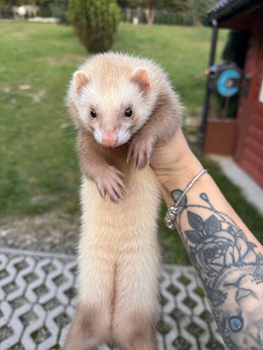 Samica fretka - sprzedam w dobre rece