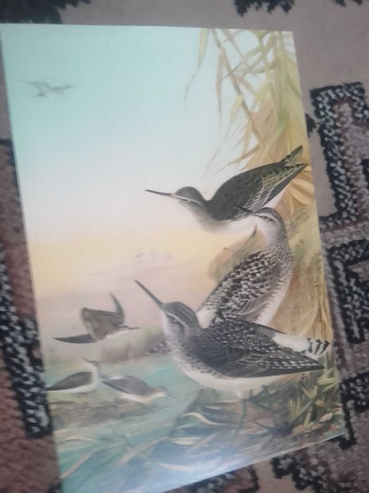 Ptaki   reprint XIX w. grafiki na ścianę