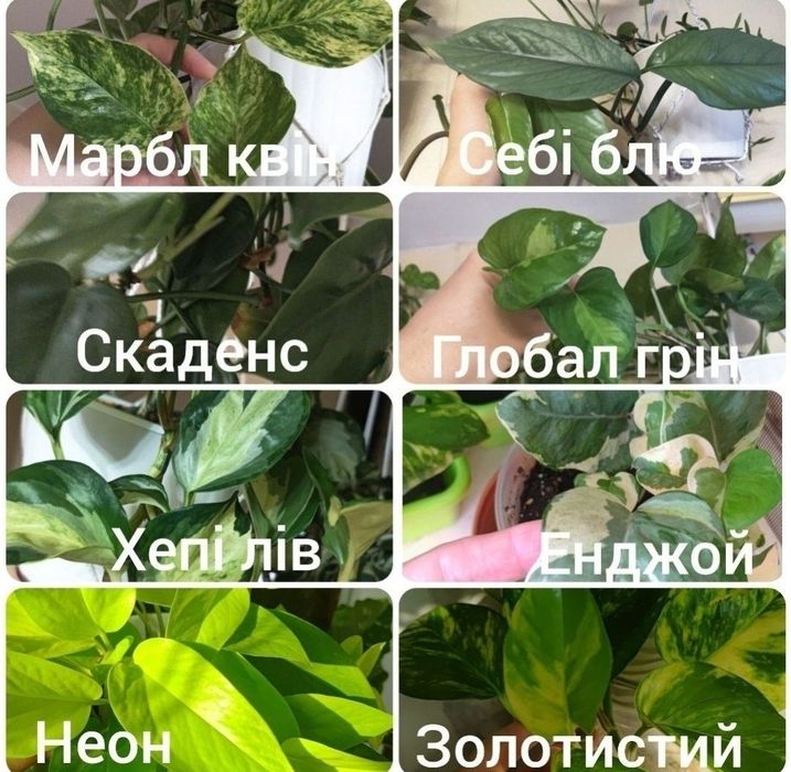 Епіпремнуми,  сциндапсуси свіжі зрізи