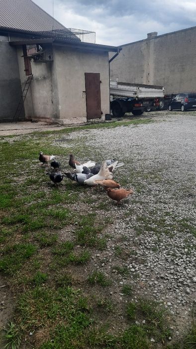 Sprzedam Gołębie Pocztowe i Ozdobne Likwidacja