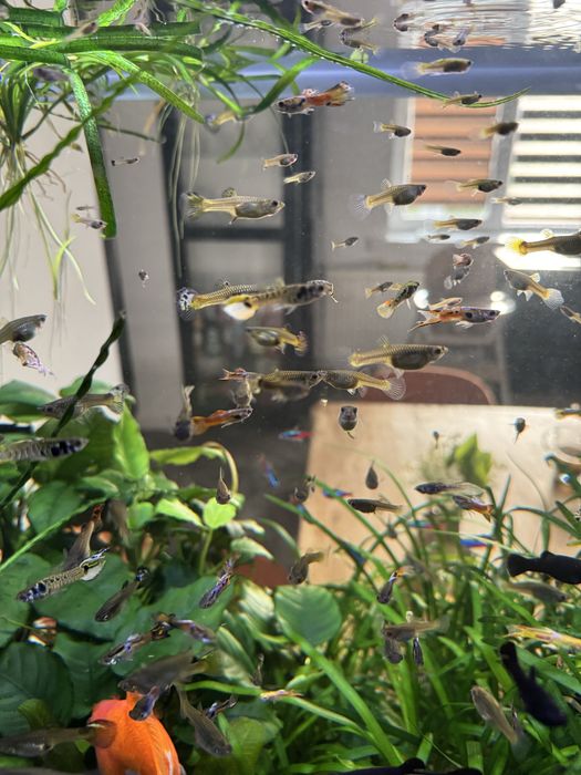 Gupik, gupiki pawie oczko, endlera, tiger