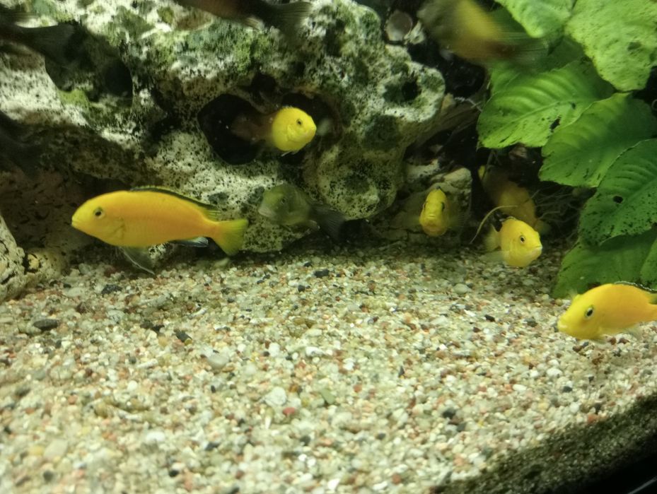 Labidochromis caeruleus yellow
