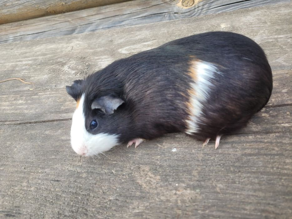 Продам морських свинок