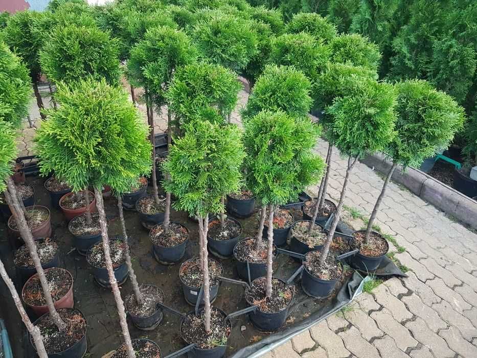 Kula na pniu Tuja Szmaragd