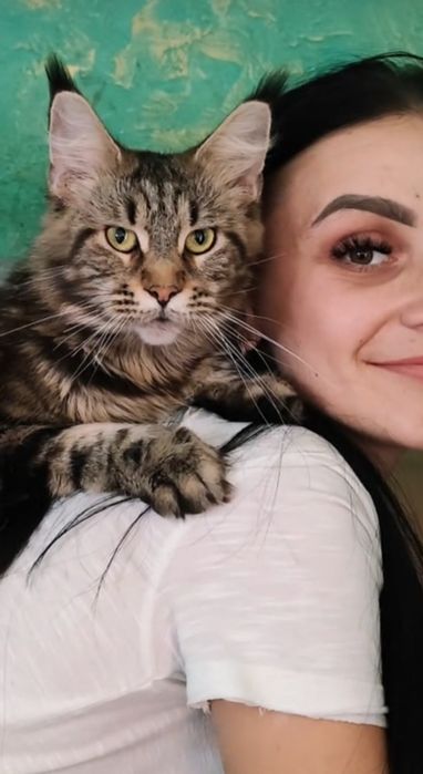 Продам Мейн-кунят