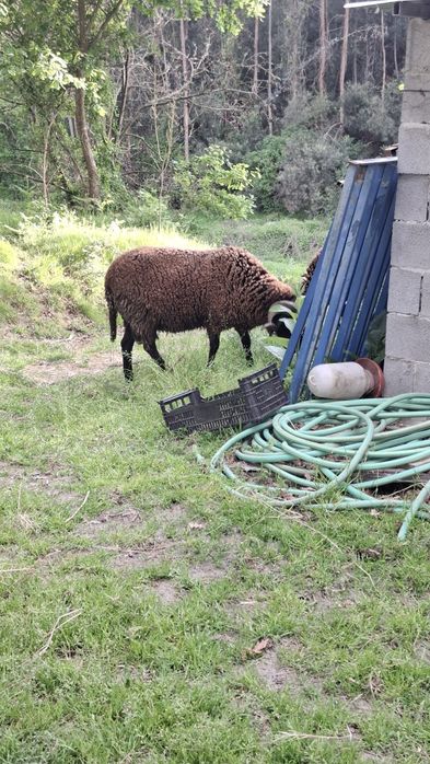 Carneiro com 2 anos e meio