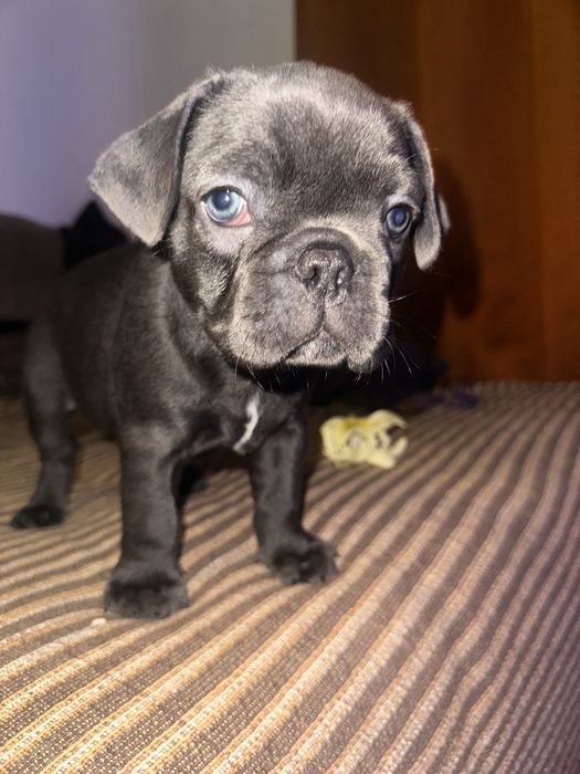 Buldogue Francês macho
