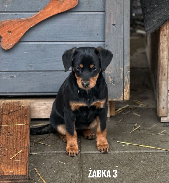 Szczeniaki do adopcji. Żabki.