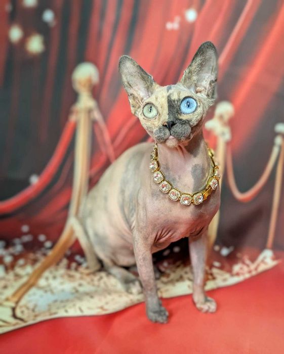 Unikatowa piękność. Jedyna taka na świecie różnooka chimera.