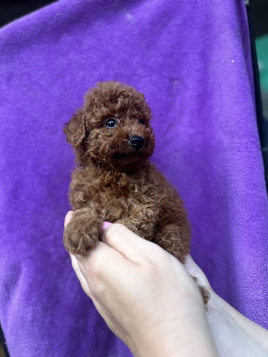 2 хлопчика Тойчики ред брауни