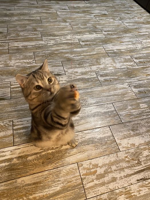 Благородный шотландец Мажор ( скоттиш страйт)