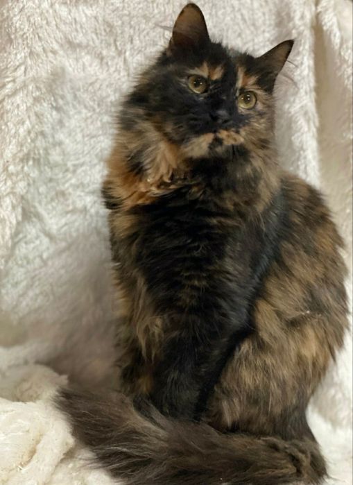 Отдам даром в добрые руки пушистую трехцветную кошечку