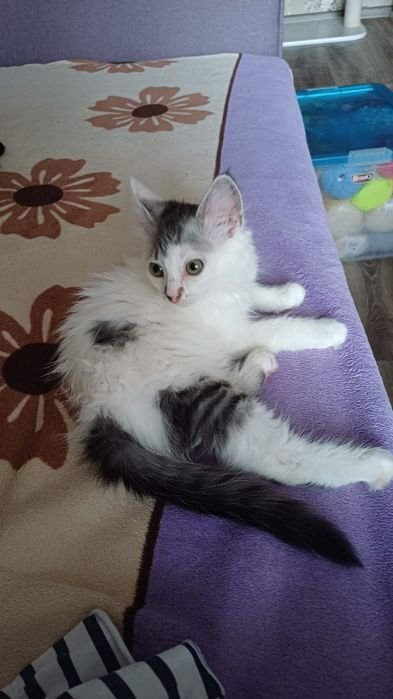 Кошеня. Кіт. Киця.