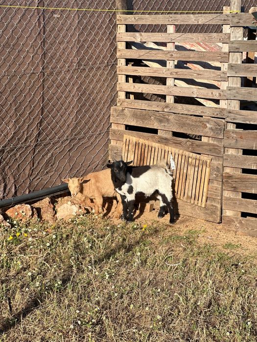 Cabras anãs ,umas com 3 meses e outras com 6 meses