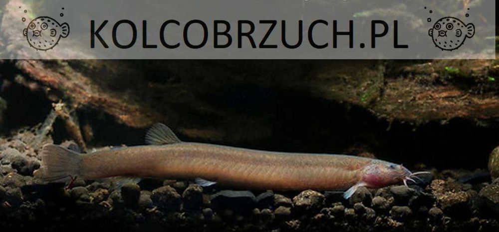 Piskorek czarny - Cierniooczek - Pangio oblonga - dowozimy, wysyłamy