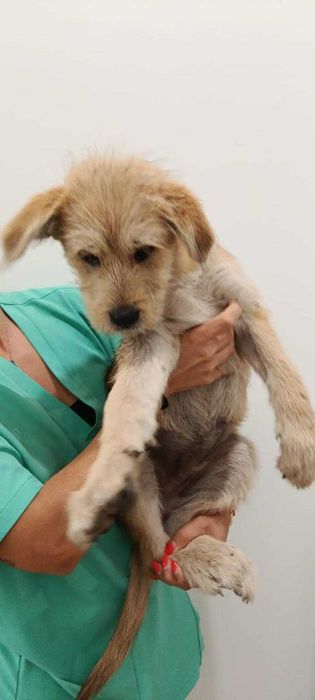 Cães para adoção