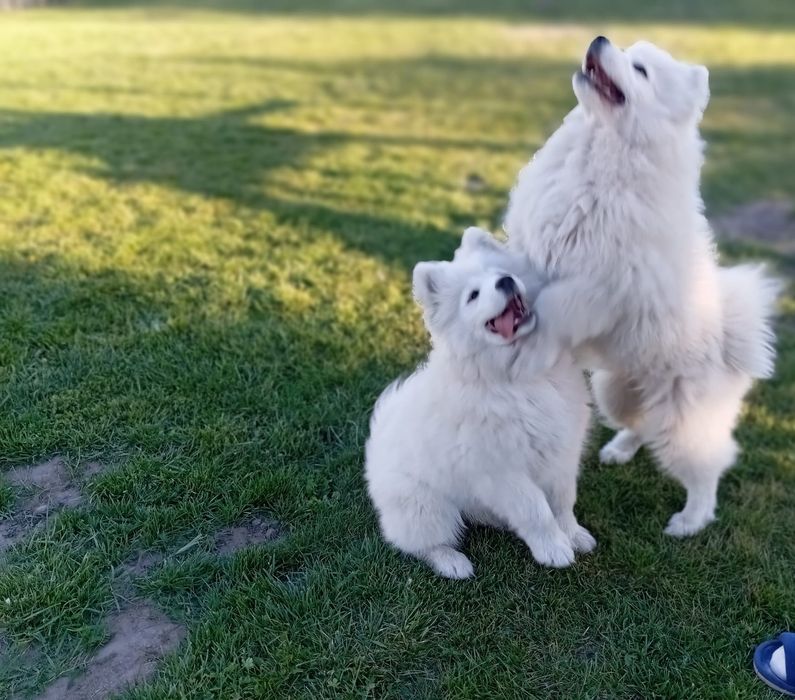 Samoyed-śliczna sunia