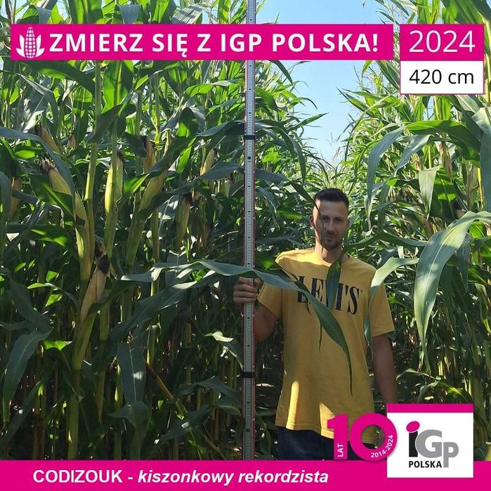 Kukurydza CODIZOUK - Rekord Polski Kiszonka Nasiona Kukurydzy IGP