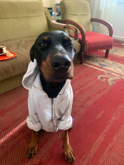 Предлагается доберман для вязки