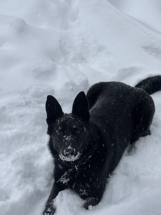 Продам німецьку вівчарку на охорону