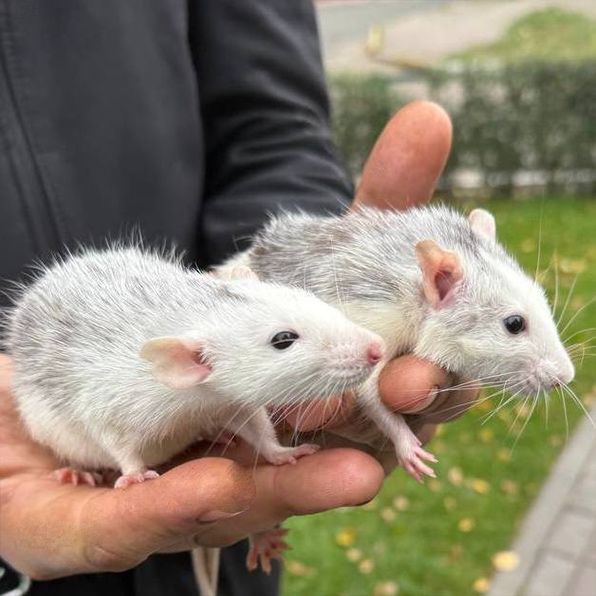 Декоративні пацючки