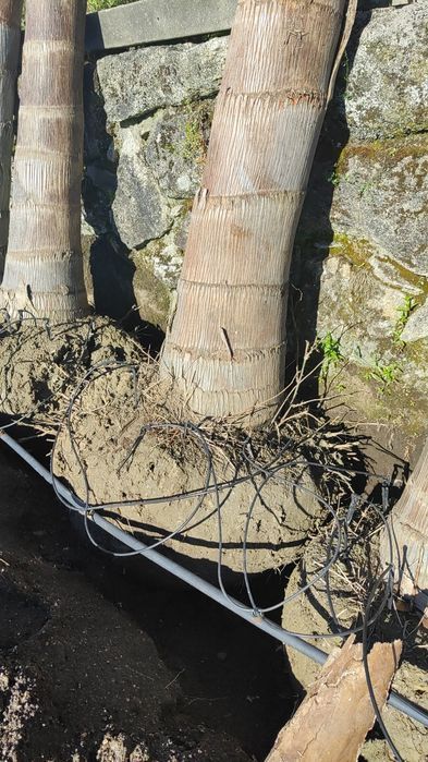 Coqueiros - 200/300/400/500cm - Tronco XL