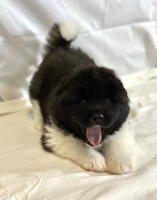 Цуценята Американської акіти