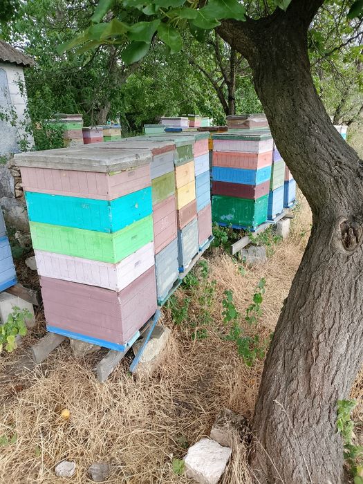 Продам пасіку та бджолосім'ї