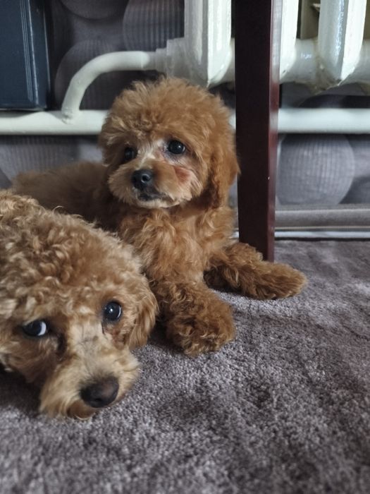 Дівчинка мальтіпу 3,5 місяці