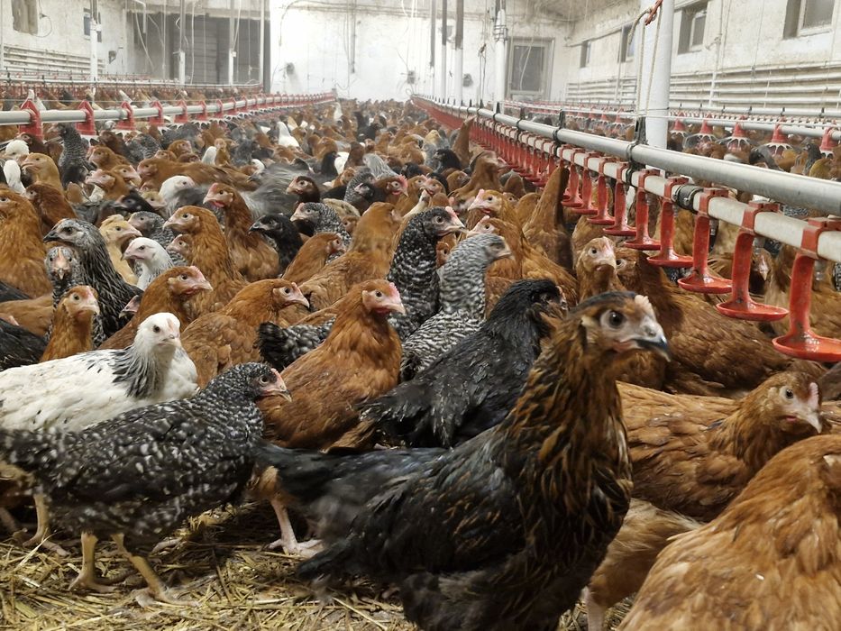 Kury, kurczęta odchowane - Przytyk możliwy transport