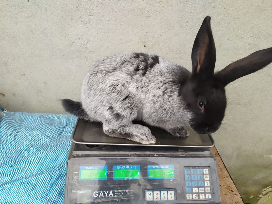 Продаю кролі Полтавське срібло