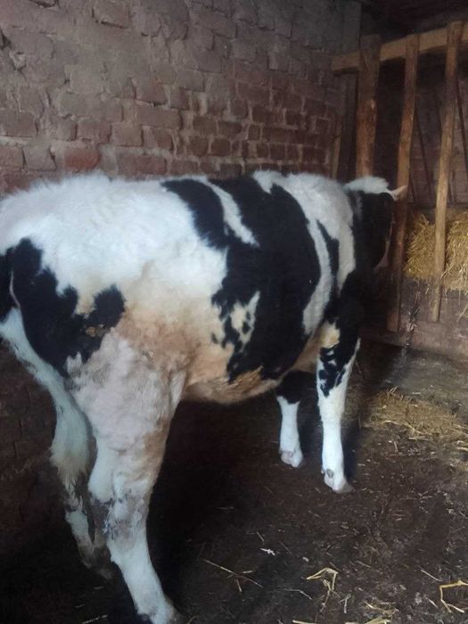 Теличка на відгодівлю