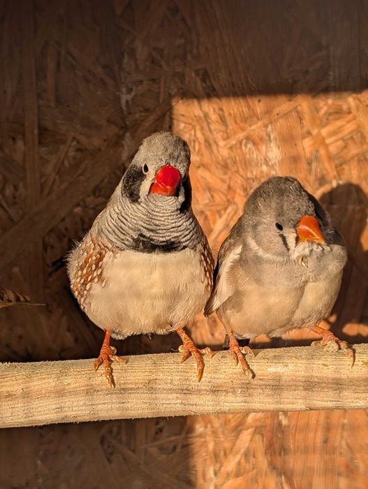 Para Zeberków i Samiec