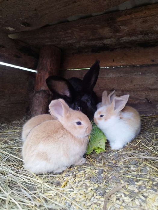 Sprzedam samice z młodymi