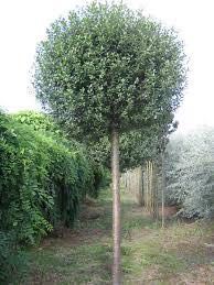 Wiśnia kulista Umbreculifera 200 cm 240 zł