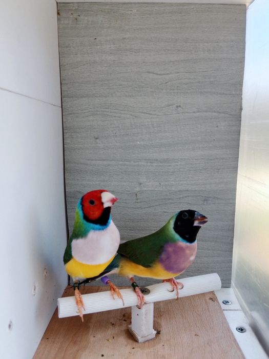 Diamantes de gould