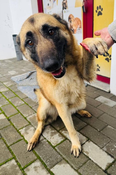 Cadelinha raçada de belga