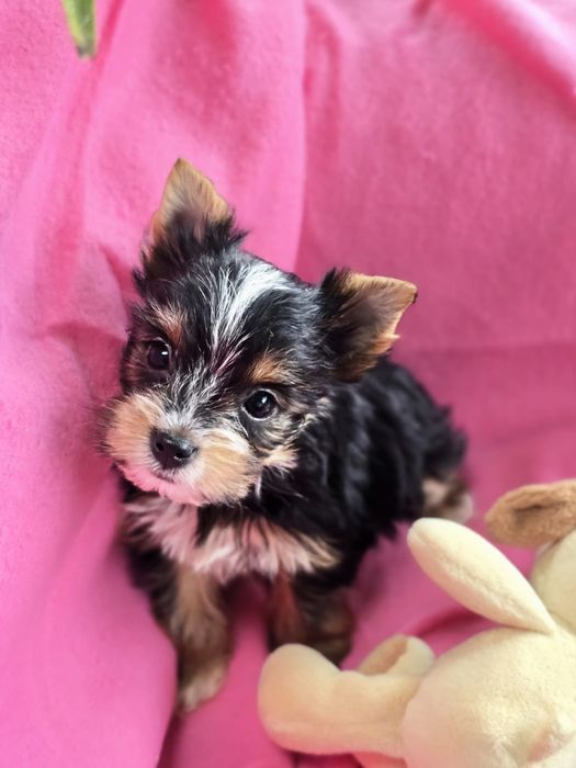Suczka mini Yorkshire terrier