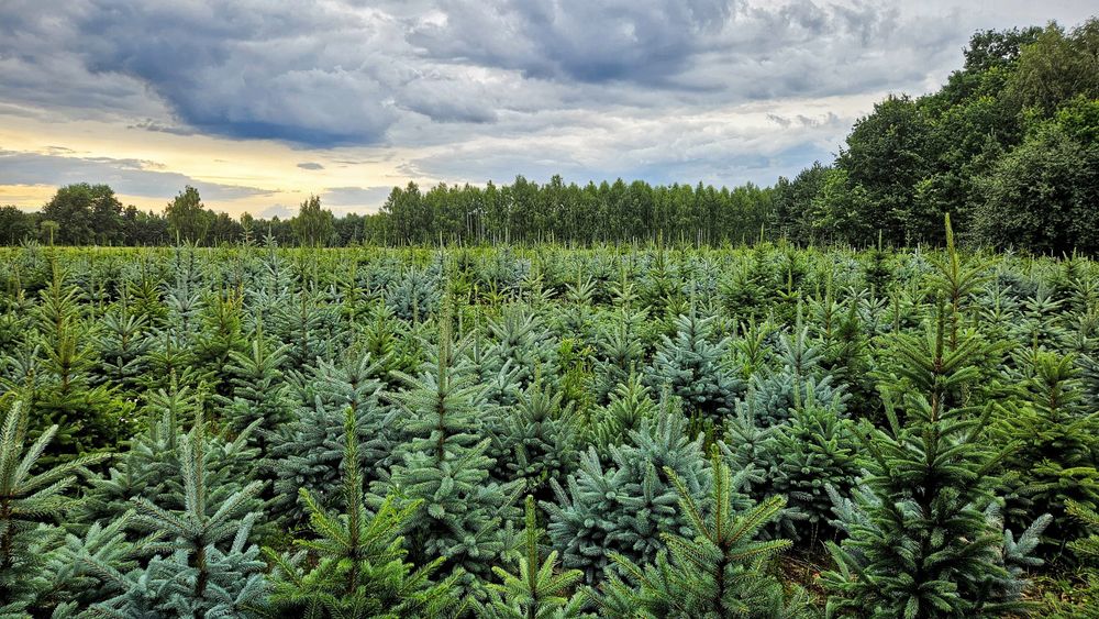 Świerk Srebrny,  pospolity,  jodła kaukaska Hurt-detal